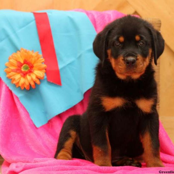 Nell, Rottweiler Puppy