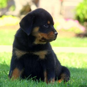 Nell, Rottweiler Puppy