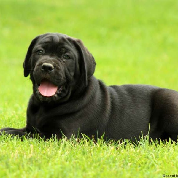 Noah, Cane Corso Puppy