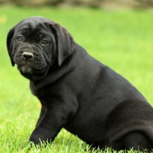 Noah, Cane Corso Puppy