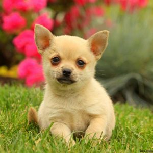 Norah, Pomeranian Mix Puppy