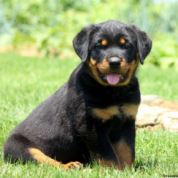 Obie, Rottweiler Puppy