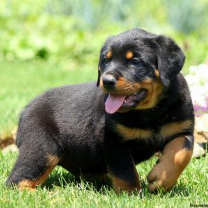 Obie, Rottweiler Puppy