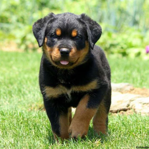 Olson, Rottweiler Puppy