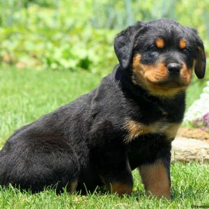 Olson, Rottweiler Puppy