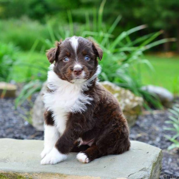 Onyx, Australian Shepherd Puppy