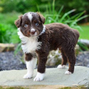 Onyx, Australian Shepherd Puppy