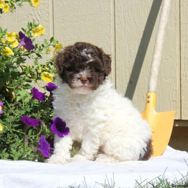 Oreo, Miniature Poodle Puppy