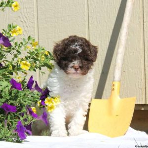 Oreo, Miniature Poodle Puppy