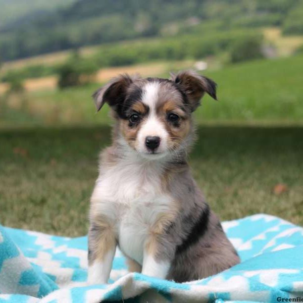 Paige, Australian Shepherd-Miniature Puppy