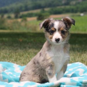 Paige, Australian Shepherd-Miniature Puppy