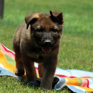 Paige, German Shepherd Puppy