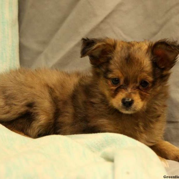 Paisley, Australian Shepherd-Toy Puppy