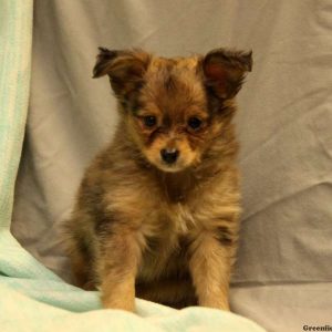 Paisley, Australian Shepherd-Toy Puppy