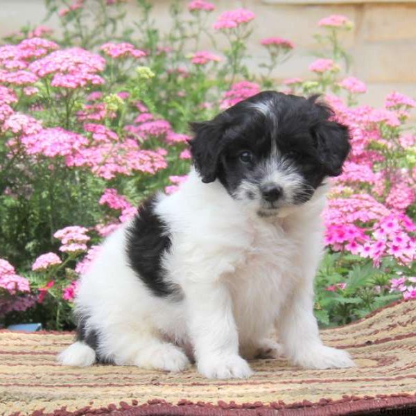 Patches, Pomapoo Puppy