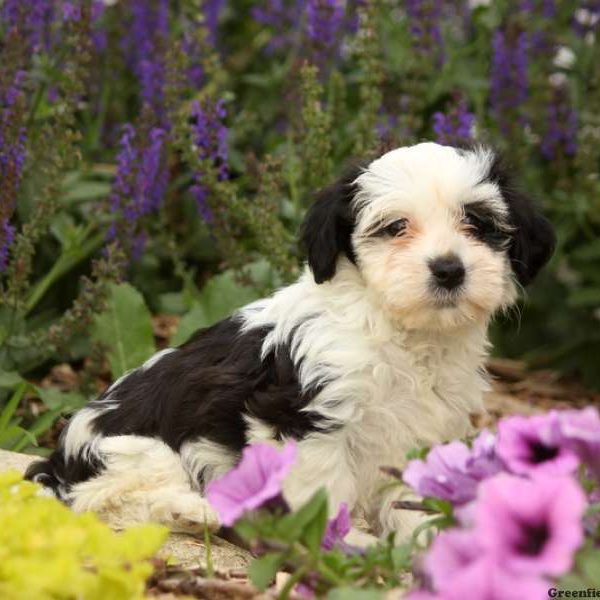 Patches, Havanese Puppy