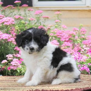 Patches, Pomapoo Puppy