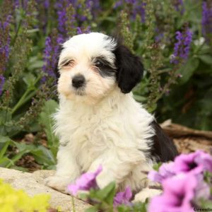 Patches, Havanese Puppy