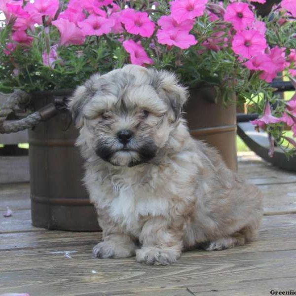 Patrick, Havanese Puppy