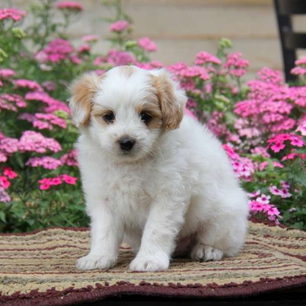 Patrick, Pomapoo Puppy