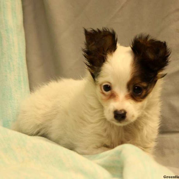 Paul, Australian Shepherd-Toy Puppy