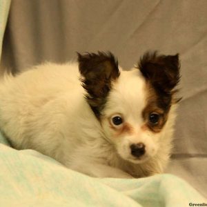 Paul, Australian Shepherd-Toy Puppy