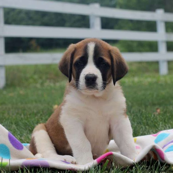 Pauline, Saint Bernard Puppy