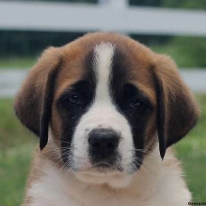 Pauline, Saint Bernard Puppy