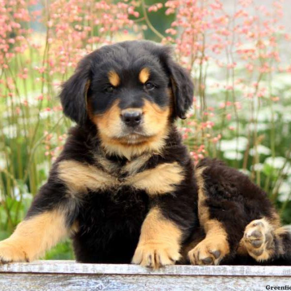 Paws, Bernese Golden Mountain Dog Puppy