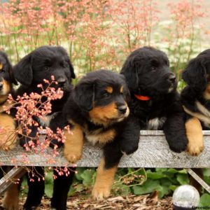 Paws, Bernese Golden Mountain Dog Puppy