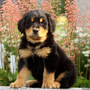 Paws, Bernese Golden Mountain Dog Puppy