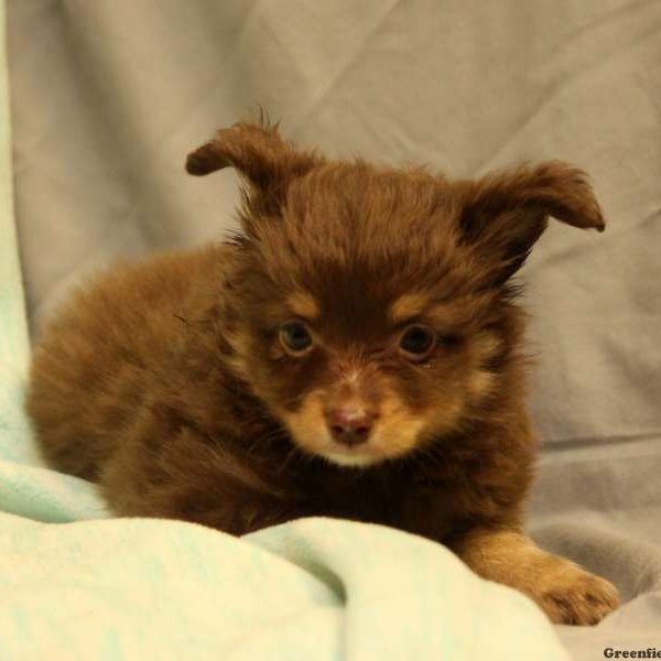 Peanuts Butter, Australian Shepherd-Toy Puppy