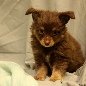 Peanuts Butter, Australian Shepherd-Toy Puppy