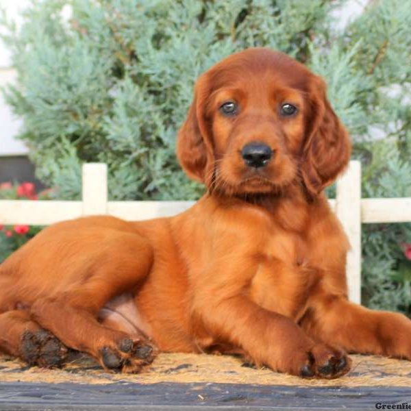 Pearl, Irish Setter Puppy