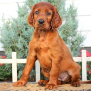 Pearl, Irish Setter Puppy