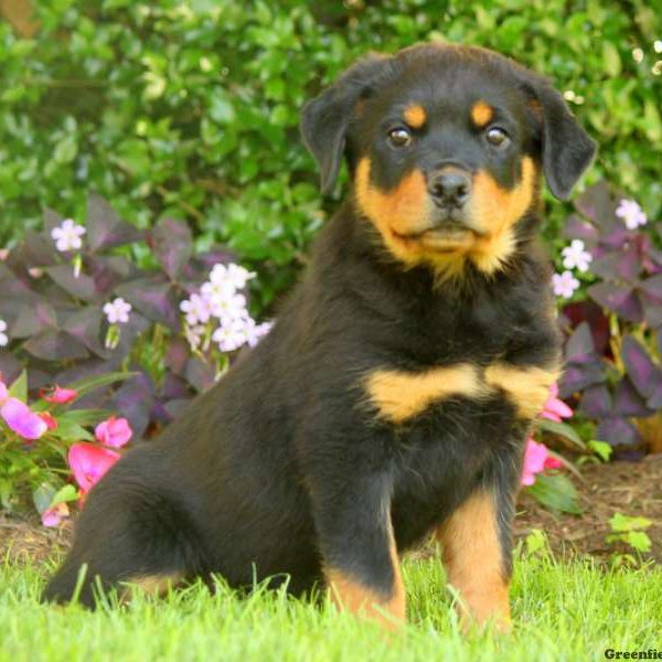 Penny, Rottweiler Puppy