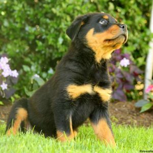 Penny, Rottweiler Puppy
