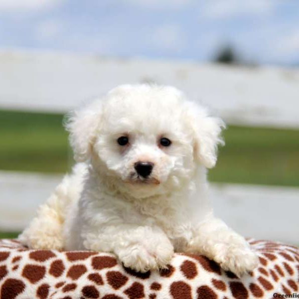 Percy, Bichon Frise Puppy