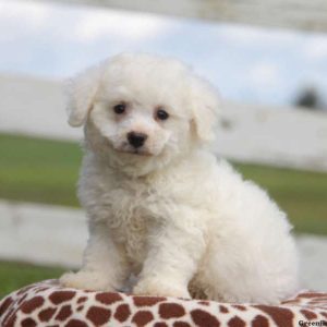 Percy, Bichon Frise Puppy