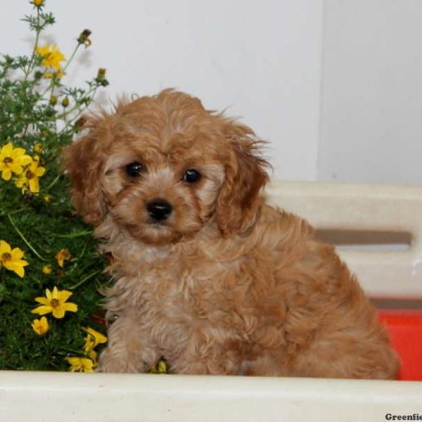 Peter, Cavapoo Puppy