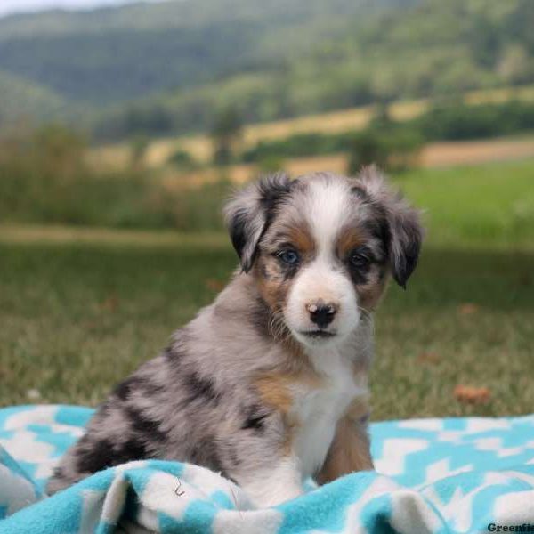 Peter, Australian Shepherd-Miniature Puppy