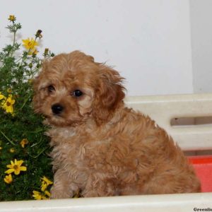 Peter, Cavapoo Puppy