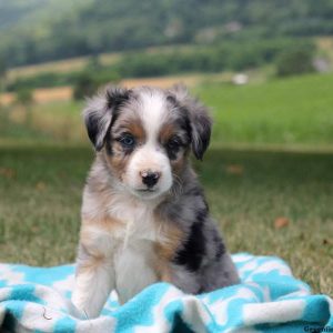 Peter, Australian Shepherd-Miniature Puppy