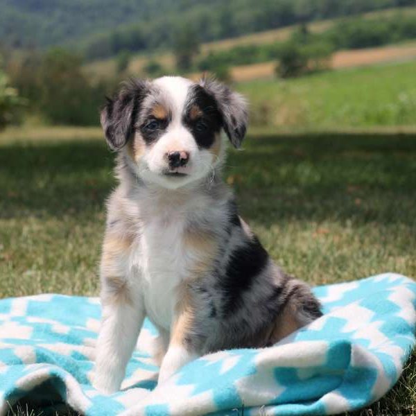 Phillip, Australian Shepherd-Miniature Puppy