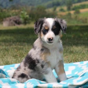 Phillip, Australian Shepherd-Miniature Puppy