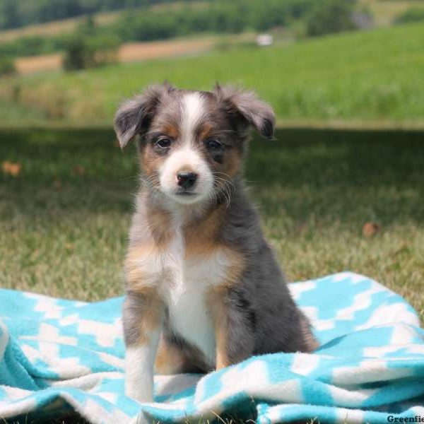 Pierre, Australian Shepherd-Miniature Puppy