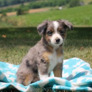 Pierre, Australian Shepherd-Miniature Puppy