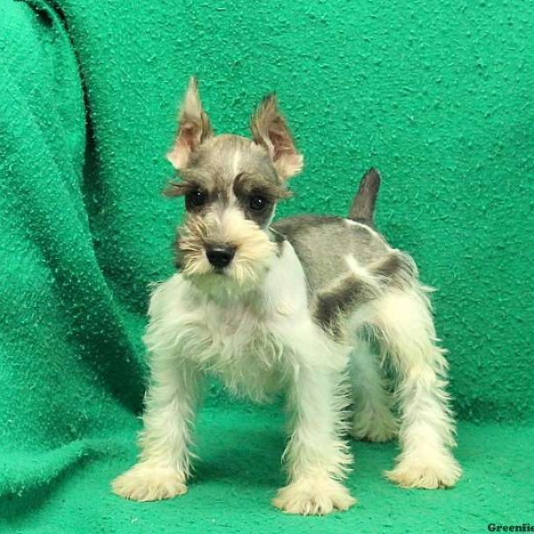 Piolet, Schnauzer – Miniature Puppy