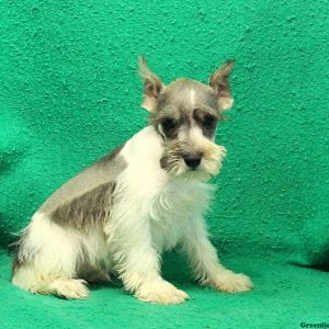 Piolet, Schnauzer – Miniature Puppy