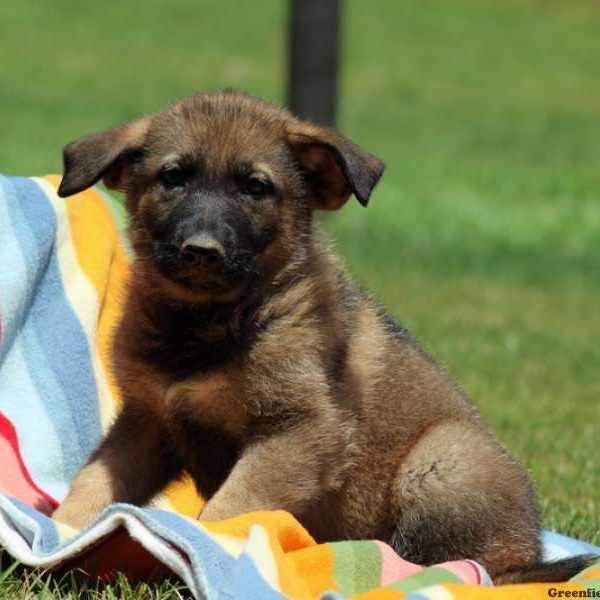 Piper, German Shepherd Puppy